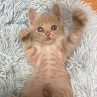 超レア！茶トラ美人女子1ヶ月甘えん坊