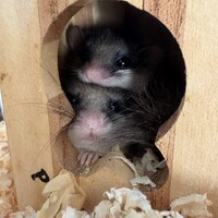 アフリカヤマネ