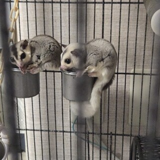 なるべく早く募集します