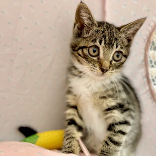 推定2025年3月生まれ♀ ストナちゃん♡