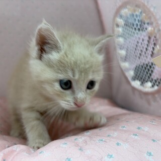 推定2025年4月生れ ♂ ゲームボーイくん♡