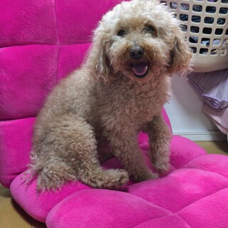 優しい里親さんを探しています。