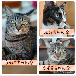 保護猫譲渡会@高浜市