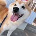 8歳のおとなくて人懐こいきつね顔の柴犬ちゃん