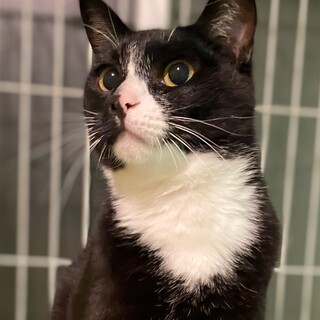 穏やかな女の子　バニーユ