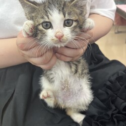 名古屋市緑区猫の譲渡会 サムネイル1