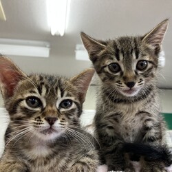 名古屋市緑区猫の譲渡会 サムネイル2