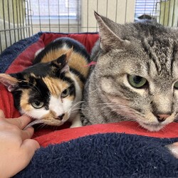 名古屋市緑区猫の譲渡会 サムネイル3