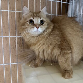 可愛いサイベリアン女の子