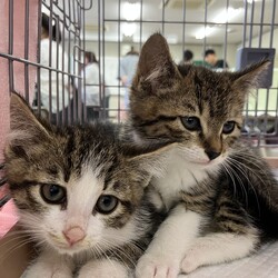 名古屋市緑区猫の譲渡会 サムネイル1