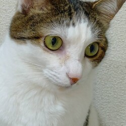 名古屋市緑区猫の譲渡会 サムネイル2