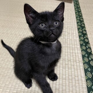 【里親決定】雑種 グレー オス ② 生後2ヶ月