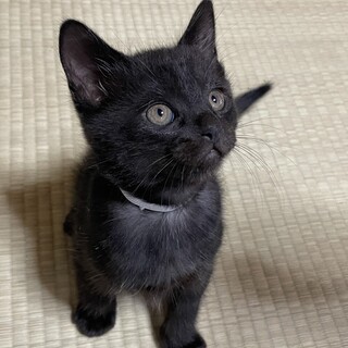 【里親決定】雑種 グレー オス ① 生後2ヶ月