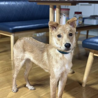 やんちゃな中型犬mix の子犬　男の子　チャイ