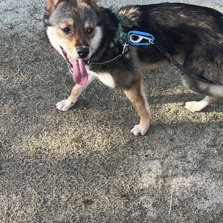 中型犬mix の子犬　男の子　ウル