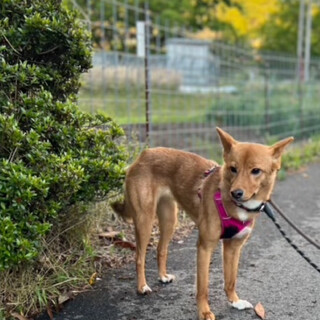 小ぶりの中型犬ミックス　美人な女の子　ハユル♡