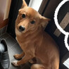 小ぶりの中型犬ミックス　美人な女の子　ハユル♡ サムネイル4