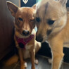 小ぶりの中型犬ミックス　美人な女の子　ハユル♡ サムネイル5