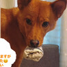小ぶりの中型犬ミックス　美人な女の子　ハユル♡ サムネイル7