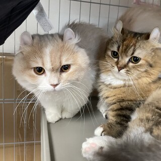 しん・てん / すてきなご家族様決まりました！