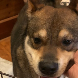 「新顔( * ॑꒳ ॑*)」サムネイル2