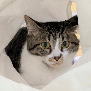 キジシロ　とびこちゃん　里親様募集中☆彡