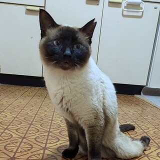 脊髄損傷圧迫排尿必須シャム柄サラちゃん