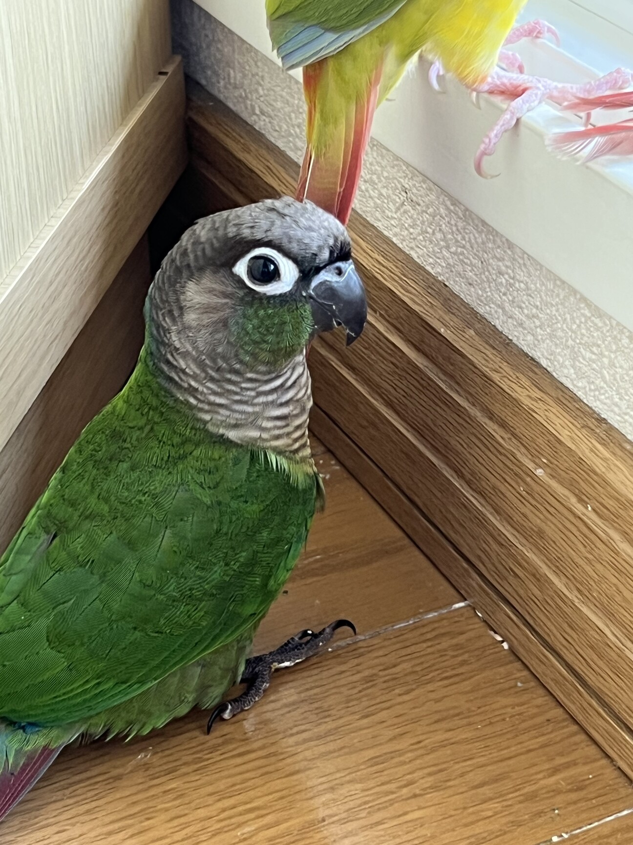 ウロコインコ3羽兄妹」北海道 - 鳥の里親募集(515927) :: ペット