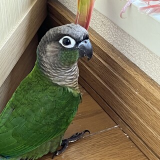 ウロコインコ3羽兄妹