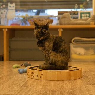 ちっちゃいサビ猫　ナツメちゃん