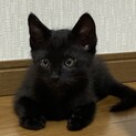 優しい黒子猫「ポン太」くん