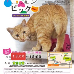 ６月１日パニャリンピックミニー障害猫さんの譲渡会 サムネイル1