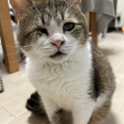 ６月１日パニャリンピックミニー障害猫さんの譲渡会 サムネイル2