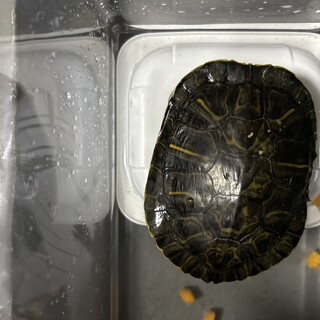 ミシシッピアカミミガメを無償でお譲りします。