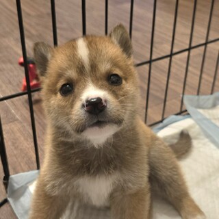 募集一時停止中です