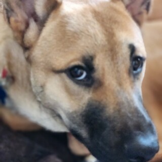 ザ野犬顔！1歳くらいの男の子