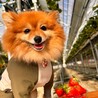 オカメ、セキセイママ