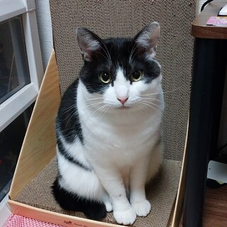 緊急で里親様を探しています