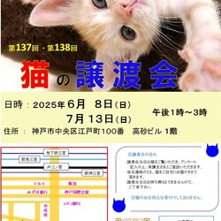 猫の譲渡会 in 神戸三宮 ″ 猫のミーナ ″