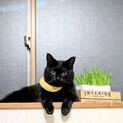人見知りの黒猫いろはちゃん