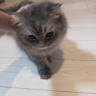 可愛いお顔でモフモフです！