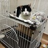 ハチワレ　甘えん坊男の子 サムネイル1