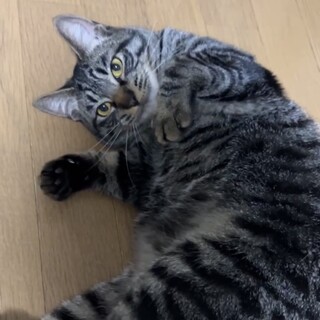 【7/13田町】超甘えん坊キジトラちなつ