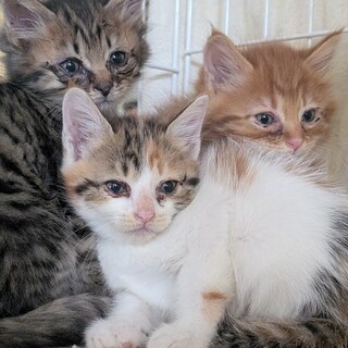 風邪をひいた長毛子猫　可愛く変身します☆