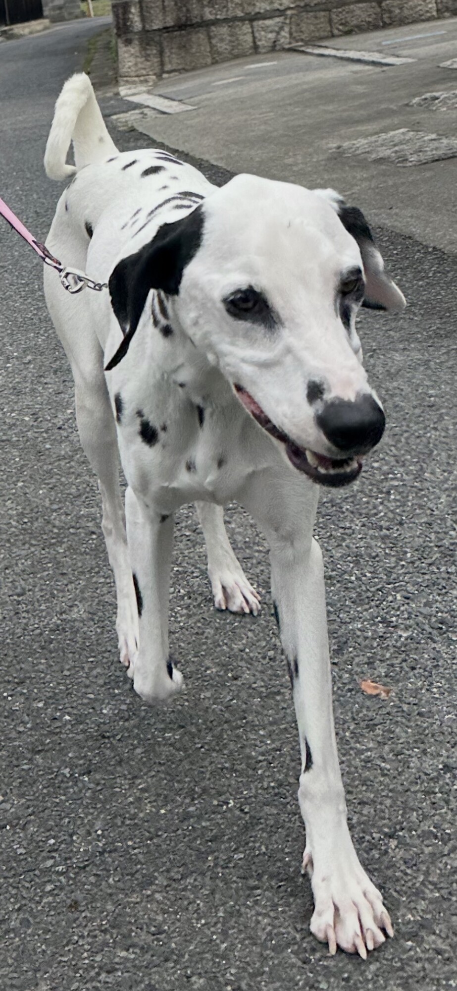 ダルメシアン 4歳」滋賀県 - 犬の里親募集(515970) :: ペットのおうち