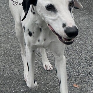 ダルメシアン 4歳