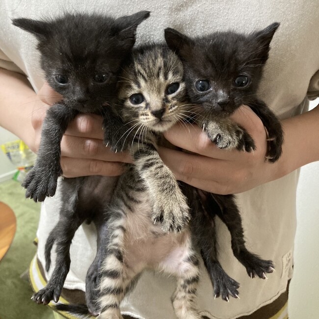 かぼすの家のカバー写真