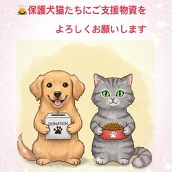 ハッピーテールの小さな保護猫譲渡会 サムネイル2