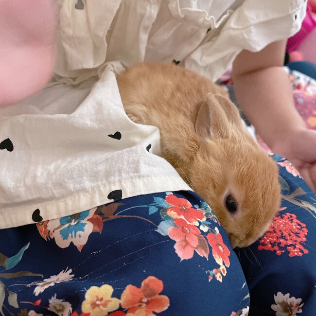 おもちうさぎのカバー写真