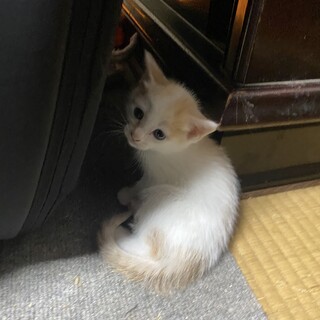 譲渡しました！ありがとうございました！